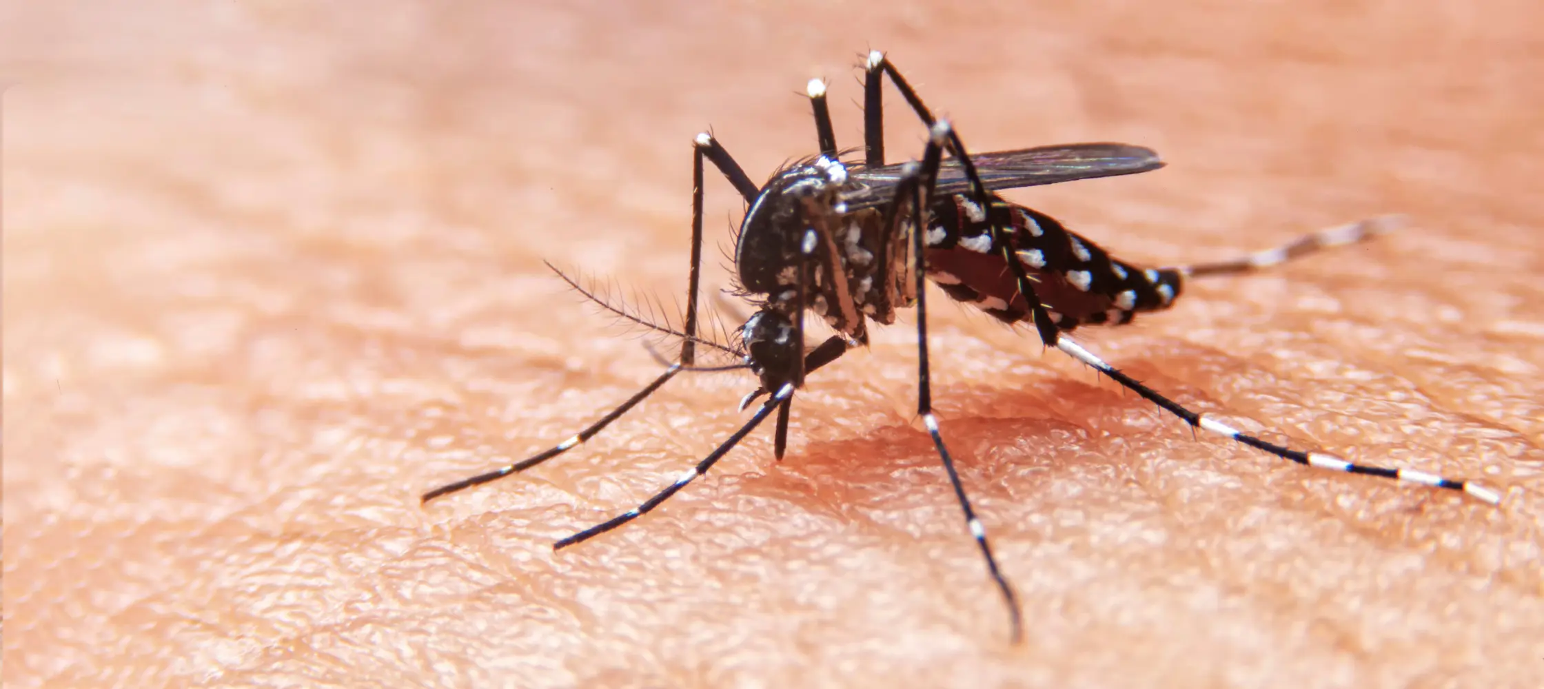 Battling the Dengue Menace